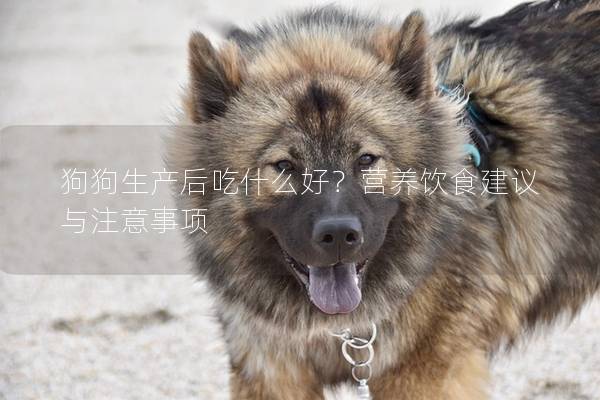 狗狗生產后吃什么好？營養飲食建議與注意事項